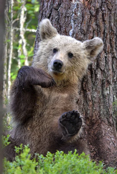 Pequeno Urso Senta Debaixo Pinheiro Cub Brown Bear Floresta Verão — Fotografia de Stock