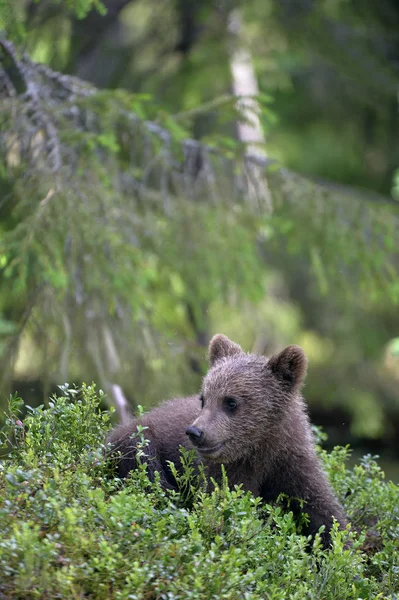 Little bear in the forest. Cub of Brown Bear in the summer forest. Natural habitat. Scientific name: Ursus arctos.