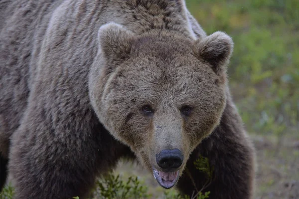 Brązowy Niedźwiedź Letnim Lesie Nazwa Naukowa Ursus Arctos Siedlisko Naturalne — Zdjęcie stockowe