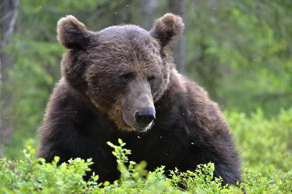 Ursinho Floresta Cub Brown Bear Floresta Verão Habitat Natural Nome — Fotografia de Stock