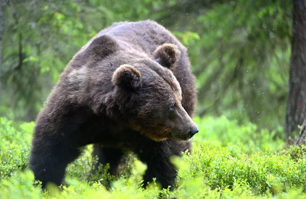 夏の森では ブラウンの大きな大人の男性がクマ Ursus Arctos 自然生息地 — ストック写真