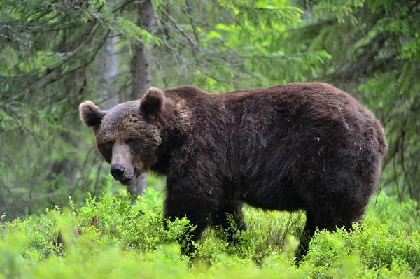 Büyük Yetişkin Erkek Boz Ayı Yaz Ormanında Bilimsel Adı Ursus — Stok fotoğraf