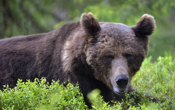Big Adult Male Brown Bear Наукова Назва Ursus Arctos Природа — стокове фото