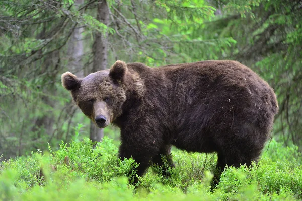 夏の森では ブラウンの大きな大人の男性がクマ Ursus Arctos 自然生息地 — ストック写真