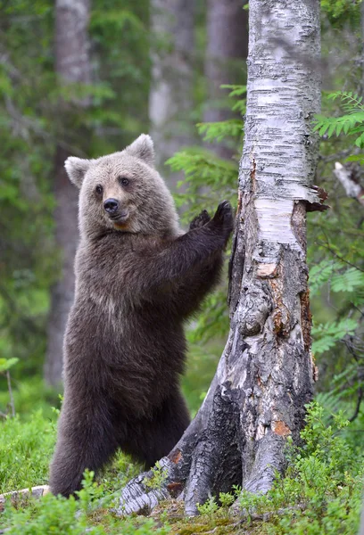 Little Bear Forest Cub Brown Bear Summer Forest Natural Habitat — Stock Photo, Image
