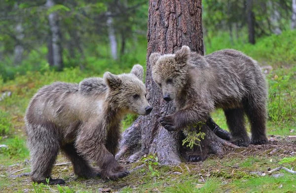 Brown Bear Cubs Slåss Lekfullt Skogen Vetenskapligt Namn Ursus Arctos — Stockfoto