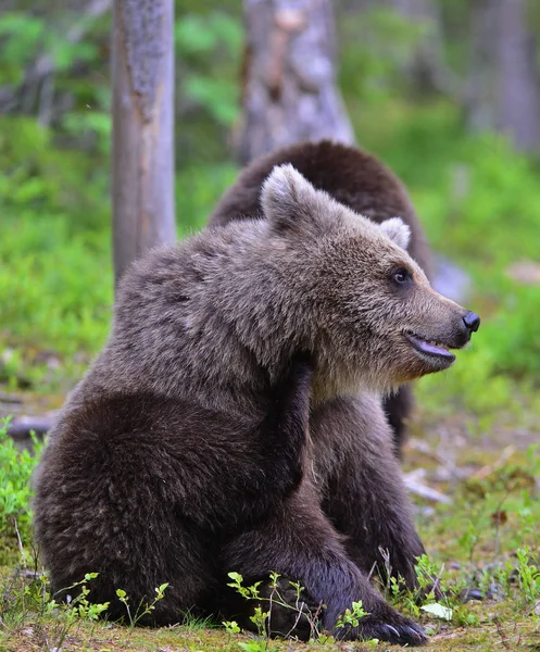 Malý Medvídek Lese Kunda Medvěda Hnědého Letním Lese Přírodní Prostředí — Stock fotografie