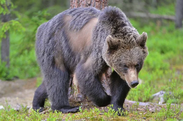 Braunbär Sommerwald Wissenschaftlicher Name Ursus Arctos Natürlicher Lebensraum — Stockfoto
