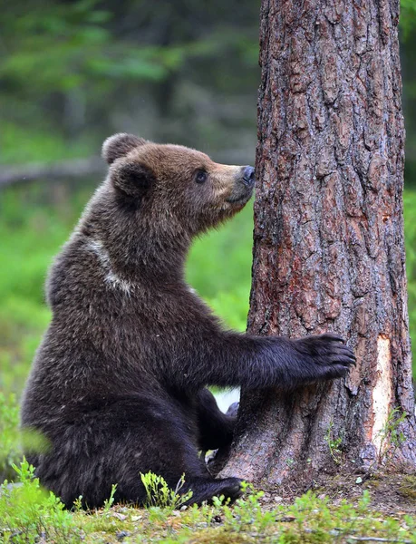 Little Bear Forest Cub Brown Bear Summer Forest Natural Habitat — Stock Photo, Image