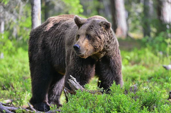 Big Adult Male Brown Urso Floresta Verão Nome Científico Ursus — Fotografia de Stock