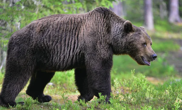 Duży Dorosły Mężczyzna Niedźwiedzia Brunatnego Letnim Lesie Nazwa Naukowa Ursus — Zdjęcie stockowe