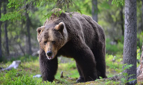 Gran Macho Adulto Oso Pardo Bosque Verano Nombre Científico Ursus — Foto de Stock
