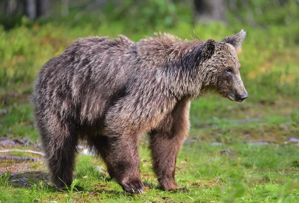 Oso Pardo Bosque Verano Nombre Científico Ursus Arctos Hábito Natural — Foto de Stock