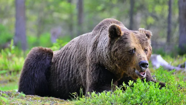 Oso Pardo Bosque Verano Nombre Científico Ursus Arctos Hábito Natural — Foto de Stock