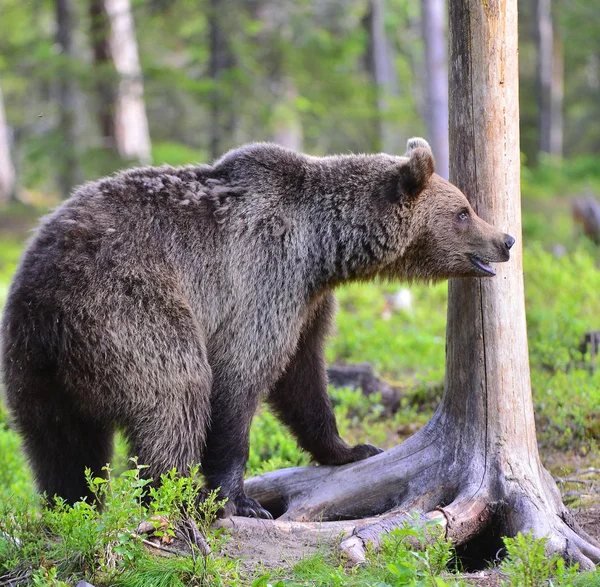 夏天森林里的棕熊 Ursus Arctos 自然生境 — 图库照片