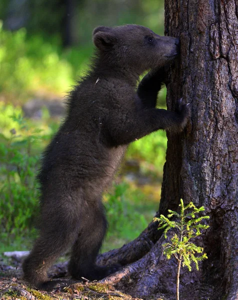 Μικρή Αρκούδα Στο Δάσος Κουτάβι Της Καφέ Αρκούδας Στο Καλοκαιρινό — Φωτογραφία Αρχείου