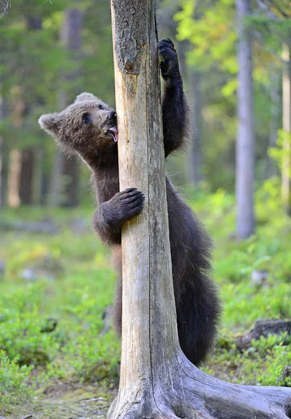 Mały Niedźwiedź Lesie Cub Niedźwiedzia Brunatnego Letnim Lesie Środowisko Naturalne — Zdjęcie stockowe