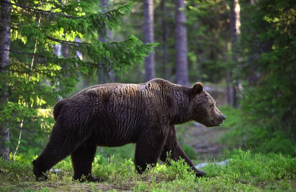 Μεγάλος Ενήλικος Αρσενικός Της Καφέ Αρκούδας Στο Θερινό Δάσος Επιστημονική — Φωτογραφία Αρχείου