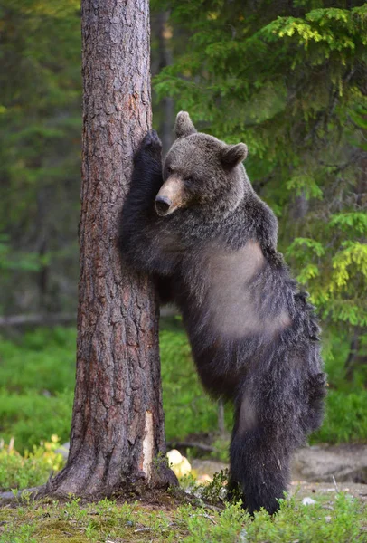 茶色い熊は松の森の木のそばに腰を下ろしている Ursus Arctos 自然生息地 — ストック写真