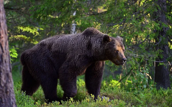 夏の森では ブラウンの大きな大人の男性がクマ Ursus Arctos 自然生息地 — ストック写真