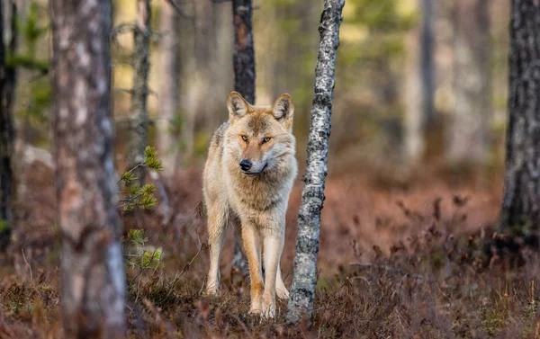 Евразийский Волк Известный Серый Серый Волк Известный Лесной Волк Вид — стоковое фото