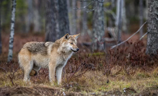 Lobo Euroasiático También Conocido Como Lobo Gris Lobo Gris También —  Fotos de Stock