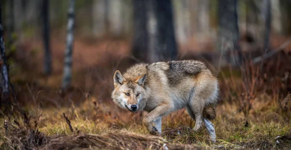 秋の森の中に狼が忍び込む ユーラシアオオカミ 灰色または灰色のオオカミとしても知られる木材オオカミ Canis Lupus Lupus 自然生息地秋の森 — ストック写真