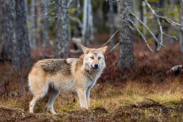 유라시아 Eurasian Wolf Gray Grey Wolf 늑대로 도알려져 Canis Lupus — 스톡 사진