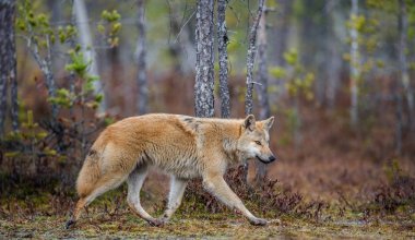 A wolf sneaks through the autumn forest. Eurasian wolf, also known as the gray or grey wolf also known as Timber wolf.  Scientific name: Canis lupus lupus. Natural habitat. Autumn forest