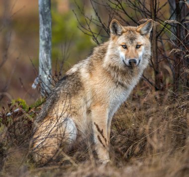 Avrasya kurdu. Gri veya gri kurt olarak da bilinir. Timber Wolf olarak da bilinir. Bilimsel adı Canis Lupus. Doğal yaşam alanı. Sonbahar ormanı