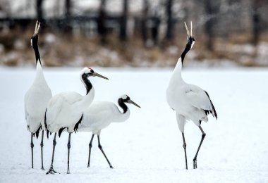 Vinçler ritüel evlilik dansı. Kırmızı taç Vinçler. Bilimsel adı: Grus japonensis Japon vinç veya Mançurya vinç, olarak da bilinir, bu büyük bir Doğu Asya vinç.