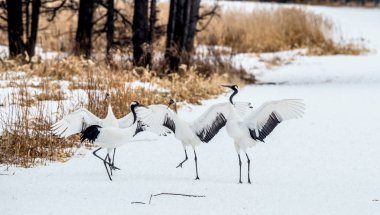 Vinçler ritüel evlilik dansı. Kırmızı taç Vinçler. Bilimsel adı: Grus japonensis Japon vinç veya Mançurya vinç, olarak da bilinir, bu büyük bir Doğu Asya vinç.