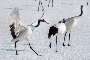 Vinçler ritüel evlilik dansı. Kırmızı taç Vinçler. Bilimsel adı: Grus japonensis Japon vinç veya Mançurya vinç, olarak da bilinir, bu büyük bir Doğu Asya vinç.
