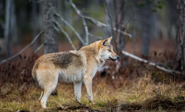 欧亚狼 又称灰狼或灰狼 又称木材狼 Canis Lupus Lupus 自然栖息地 — 图库照片