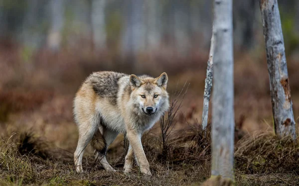 秋の森の中に狼が忍び込む ユーラシアオオカミ 灰色または灰色のオオカミとしても知られる木材オオカミ Canis Lupus Lupus 自然生息地秋の森 — ストック写真