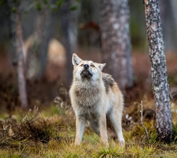 Lobo Euroasiático También Conocido Como Lobo Gris Lobo Gris También —  Fotos de Stock