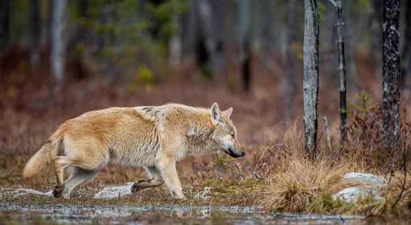 一只狼偷偷地穿过秋天的森林 欧亚狼 又称灰狼或灰狼 又称木材狼 Canis Lupus Lupus 自然栖息地 — 图库照片