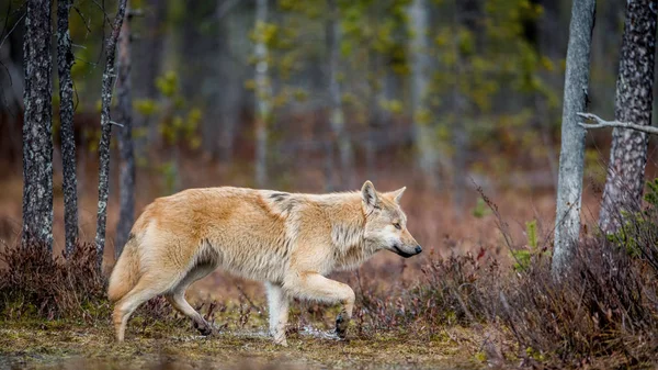 Lobo Escabulle Por Bosque Otoño Lobo Euroasiático También Conocido Como —  Fotos de Stock