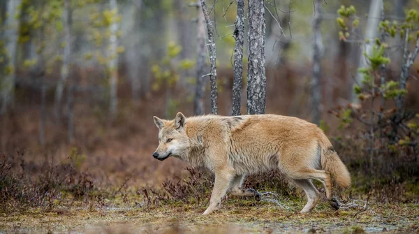 Lobo Escabulle Por Bosque Otoño Lobo Euroasiático También Conocido Como — Foto de Stock