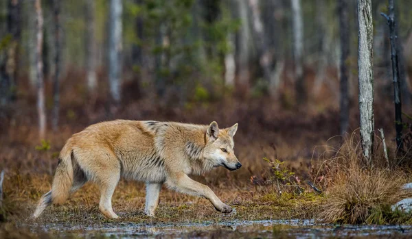 Волк Пробирается Через Осенний Лес Евразийский Волк Известный Серый Серый — стоковое фото