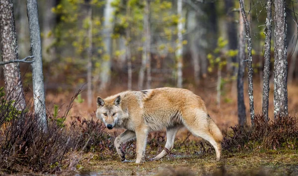 Lobo Escabulle Por Bosque Otoño Lobo Euroasiático También Conocido Como —  Fotos de Stock