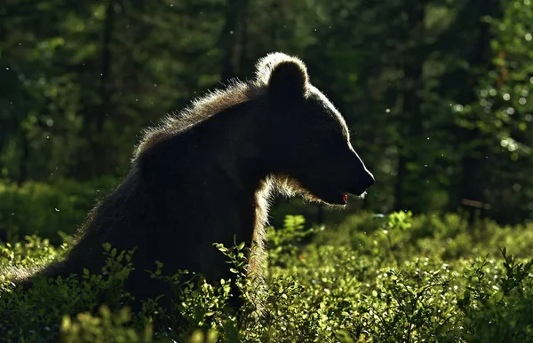 背光棕熊幼崽 小熊宝宝面对太阳 棕熊背光 在夏日的森林里 夕阳西下 — 图库照片