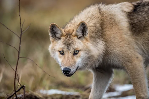 Retrato Perto Lobo Lobo Eurasiano Também Conhecido Como Lobo Cinzento — Fotografia de Stock