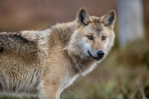 Retrato Perto Lobo Lobo Eurasiano Também Conhecido Como Lobo Cinzento — Fotografia de Stock