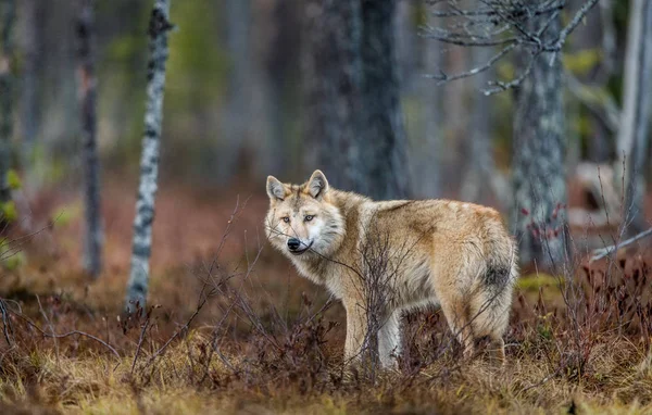 Евразийский Волк Известный Серый Серый Волк Известный Лесной Волк Научное — стоковое фото