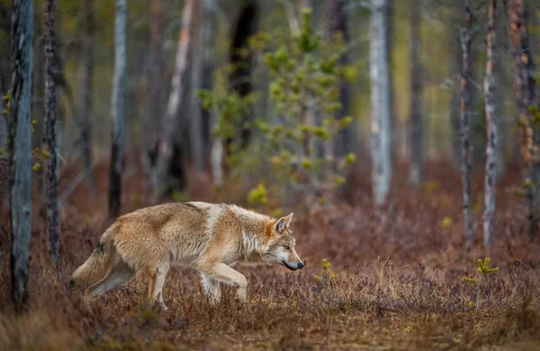 Lobo Esgueira Pela Floresta Outono Lobo Eurasiano Também Conhecido Como — Fotografia de Stock