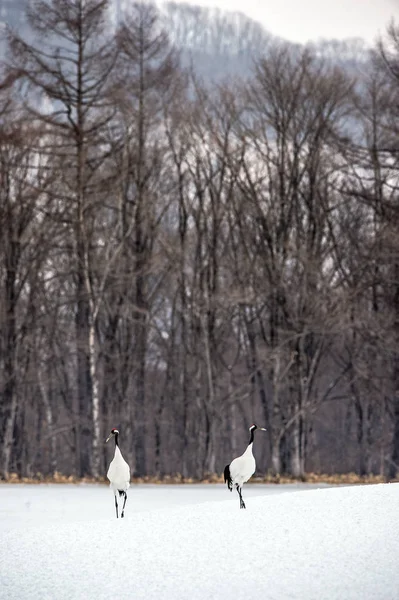 Red Crowned Cranes Scientific Name Grus Japonensis Also Called Japanese — 스톡 사진