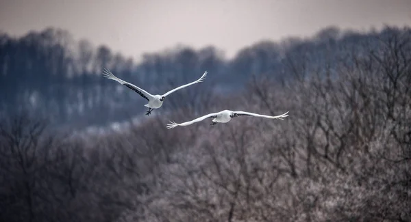 Les Grues Couronne Rouge Vol Nom Scientifique Grus Japonensis Également — Photo