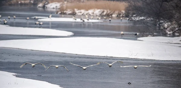 Les Grues Couronne Rouge Vol Nom Scientifique Grus Japonensis Également — Photo