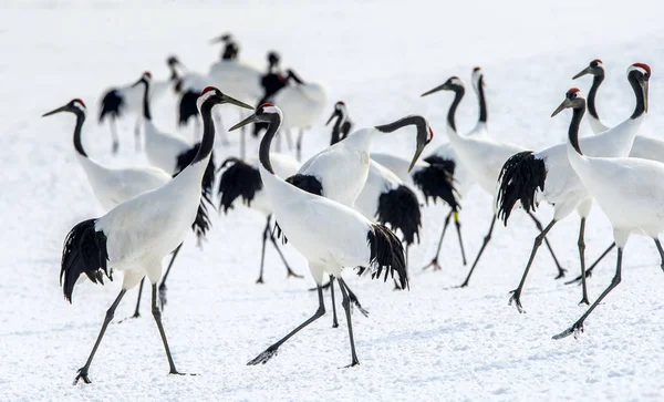 Red Crowned Cranes Scientific Name Grus Japonensis Also Called Japanese — Stock Photo, Image